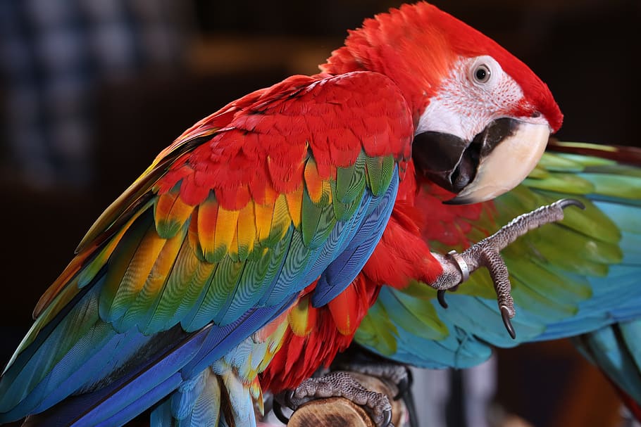 scarlet macaw tropical bird, brazilian rio rainforest, parrot