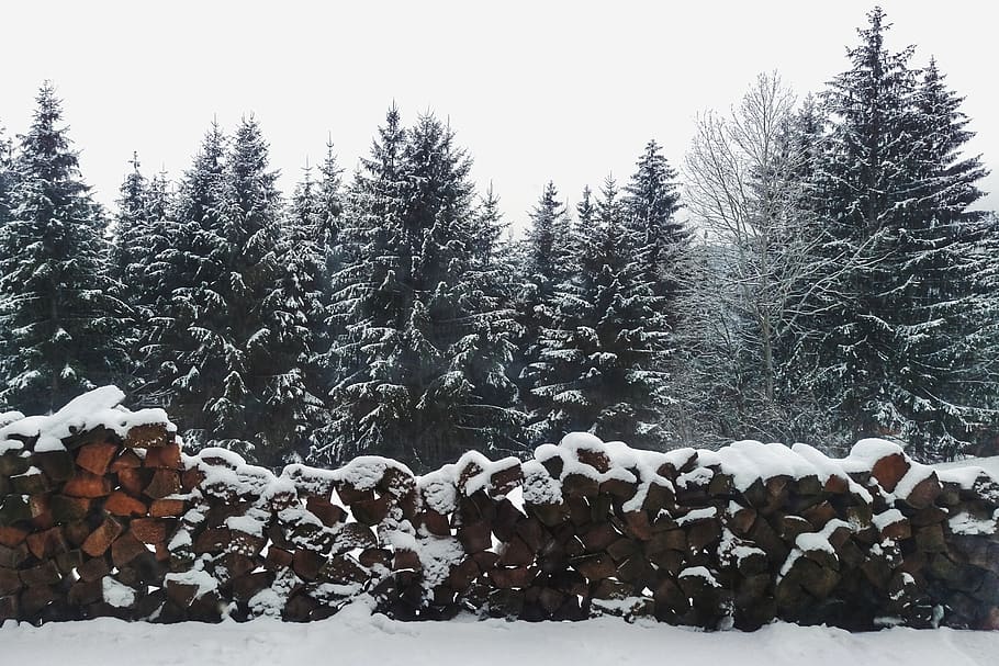 Pine Trees, christmas, cold, conifer, forest, frost, nature, season HD wallpaper
