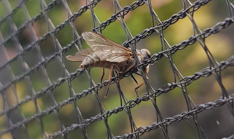 mucha, insect, prison, macro, nature, eyes, wing, zoom, fence HD wallpaper