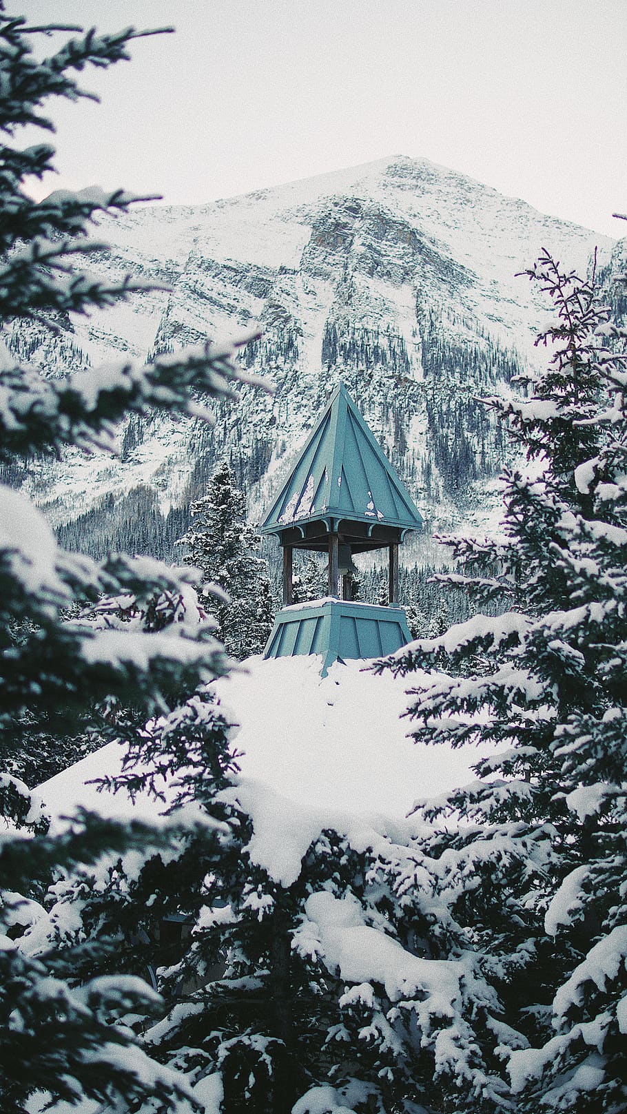 teal building on top of hill, abies, fir, tree, plant, canada