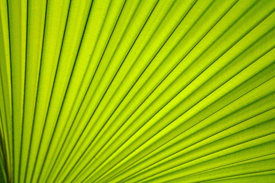 green, leaf, veins, tree, forest, life, nature, palm leaf, palm tree HD wallpaper