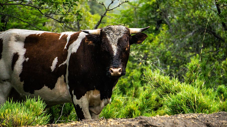 brown and white cow, mammal, animal, cattle, bull, longhorn, ox, HD wallpaper