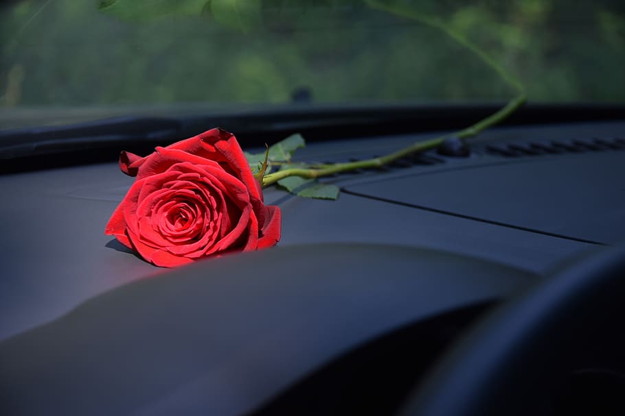 red rose on car dashboard, sun ray, love, romantic, romance, HD wallpaper