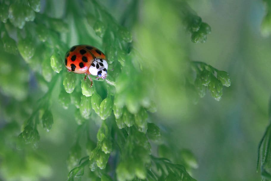 ladybug, ladybird, red, green, insect, macro, nature, wild HD wallpaper