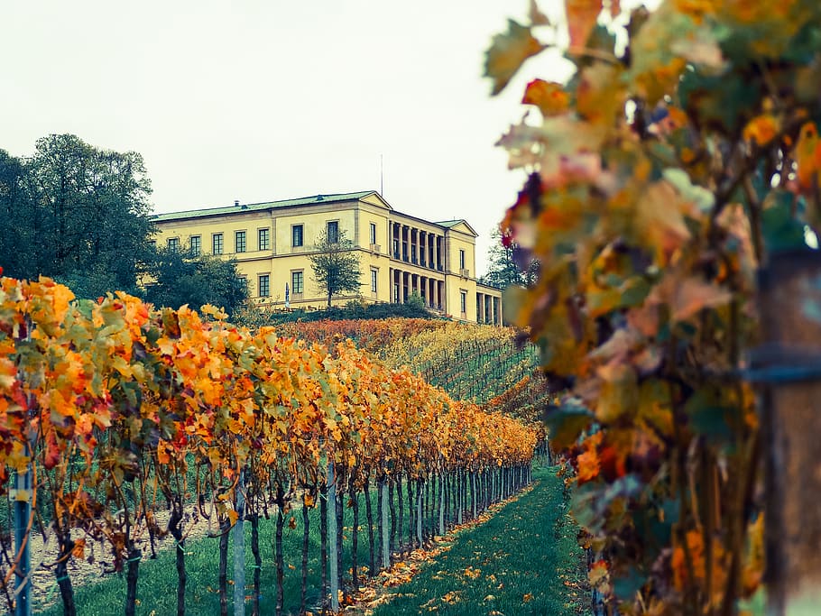 palatinate, vines, castle, wine, sachsen, germany, winegrowing HD wallpaper