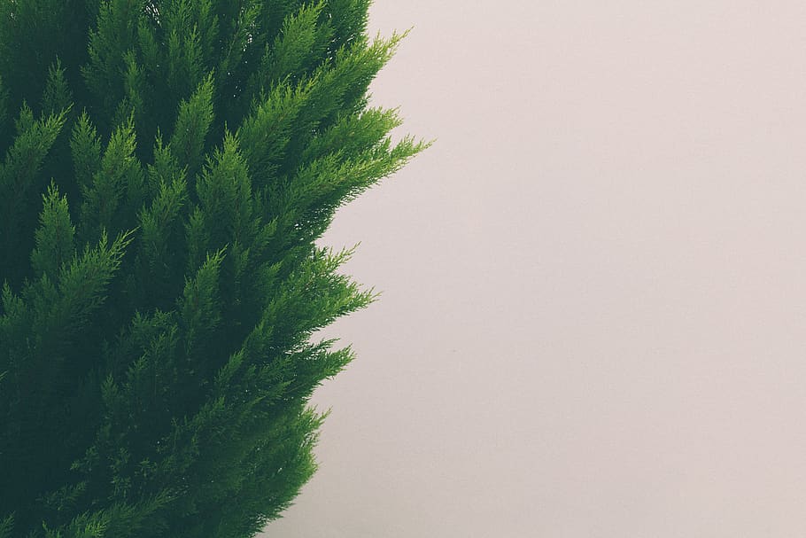 minimal, plant, wall, composition, green color, growth, tree HD wallpaper