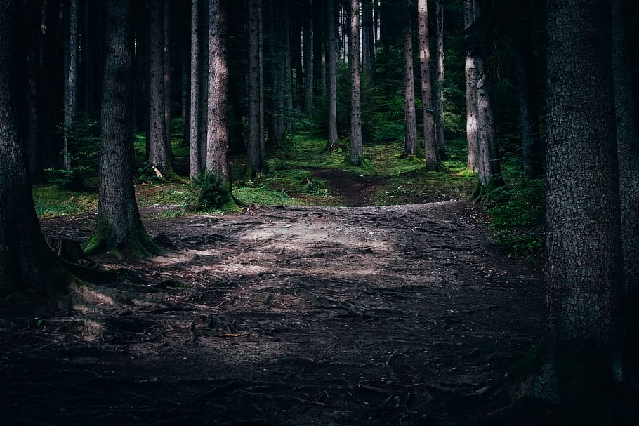 black, brown, forest, grass, gray, green, pink, trees, wood HD wallpaper