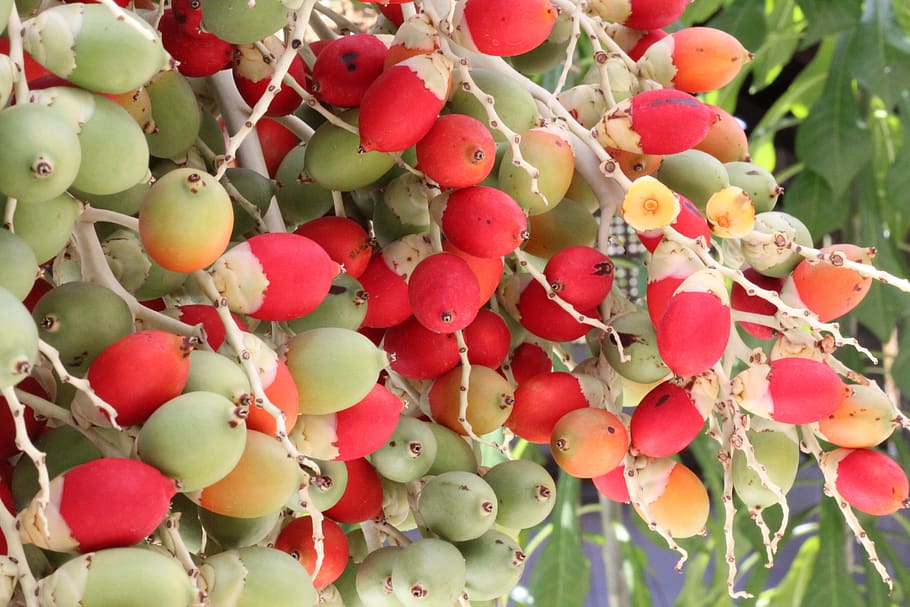 tree, plant, red, fruit, food and drink, healthy eating, wellbeing HD wallpaper