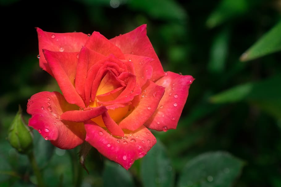 rose, flower, garden, flowering plant, petal, beauty in nature HD wallpaper