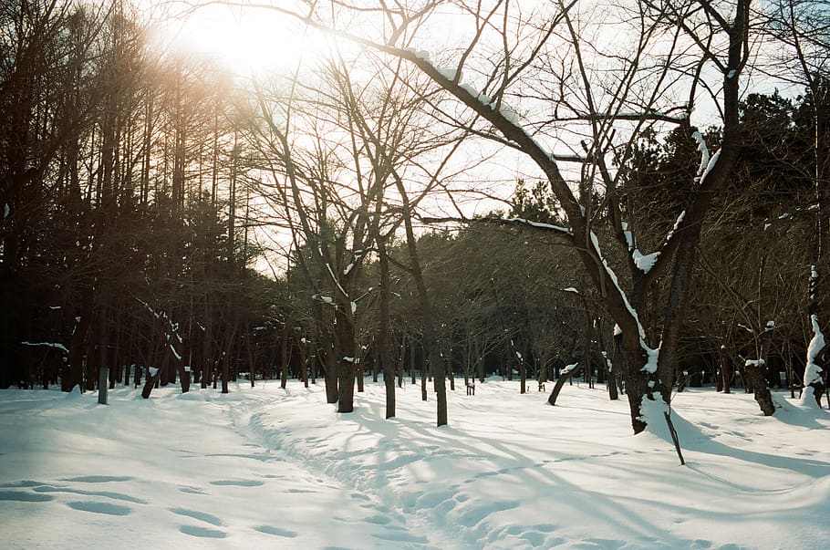 snow covered ground, outdoors, vegetation, tree, plant, nature HD wallpaper