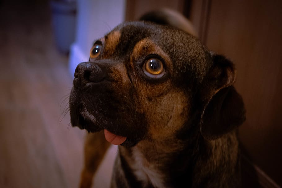 dog, puppy, brown, black, tongue, big tongue, puppy eyes, brown eyes, HD wallpaper