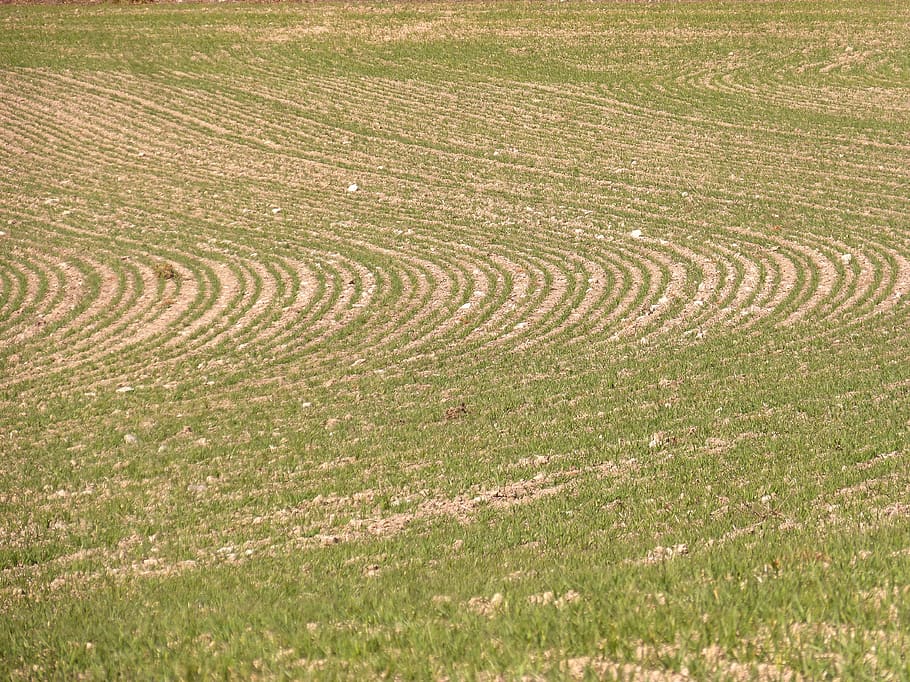 laid, background, texture, sprout, plant geometry, agriculture HD wallpaper