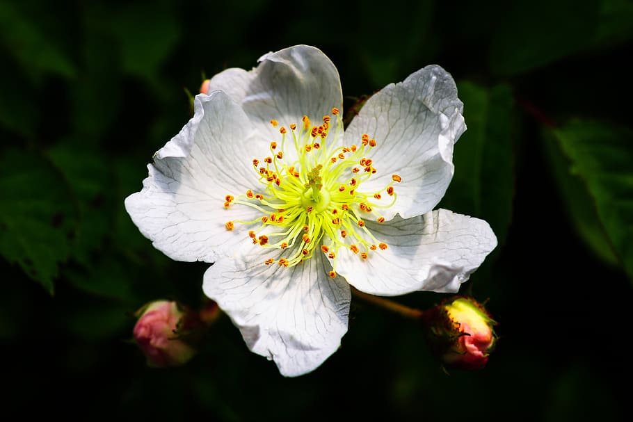 multiflora flower, spring, rose, white, spring flowers, nature HD wallpaper