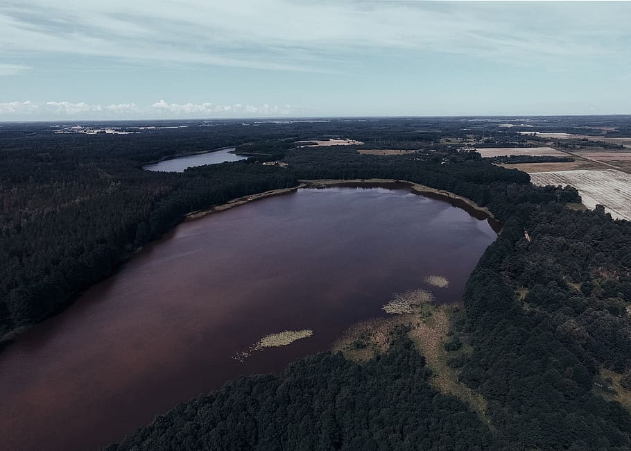 lithuania, lieponys, forest, drone, trees, above, drones, aerial photo HD wallpaper