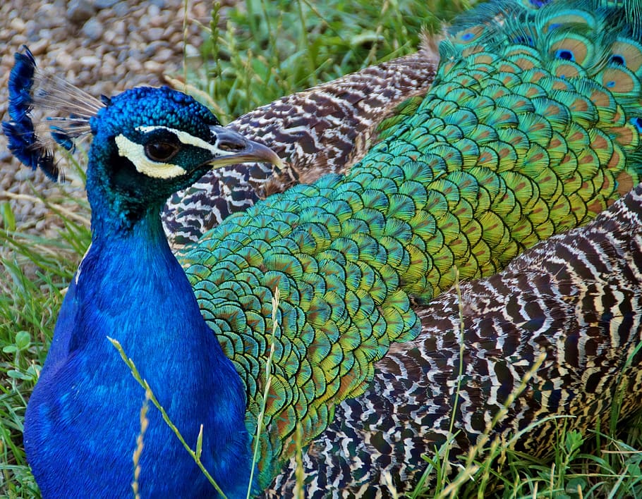 peacock, kur, feather, bird, kurovití, blue, green, beauty HD wallpaper