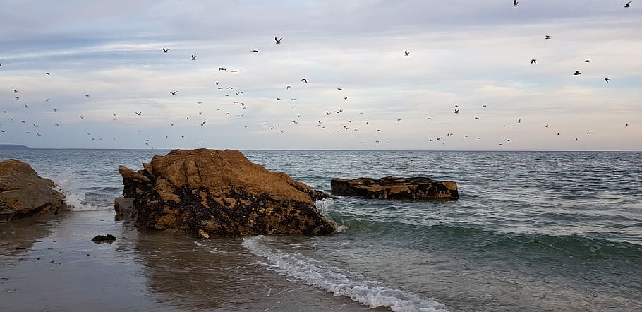 beach, panorama, nature, waves, sea birds, water, animals in the wild HD wallpaper