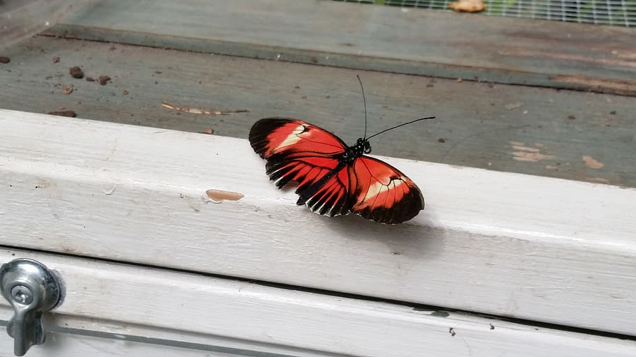 butterfly, windowsill, red, white, insect, animal themes, invertebrate HD wallpaper