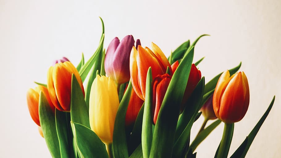 spring, colors, vivid, flowers, flowering plant, freshness HD wallpaper