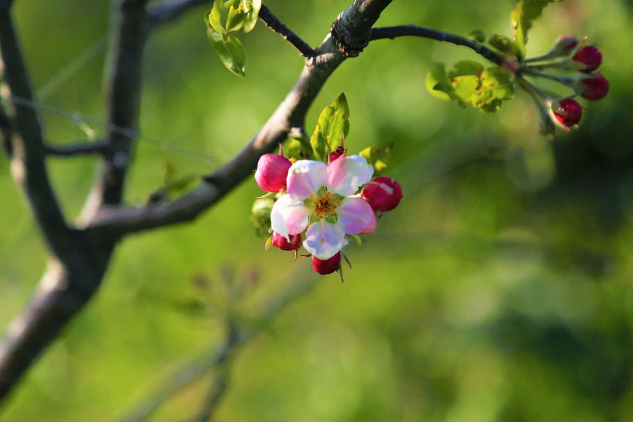 flower, nature, spring, plant, pink, beautiful, leaves, bud HD wallpaper