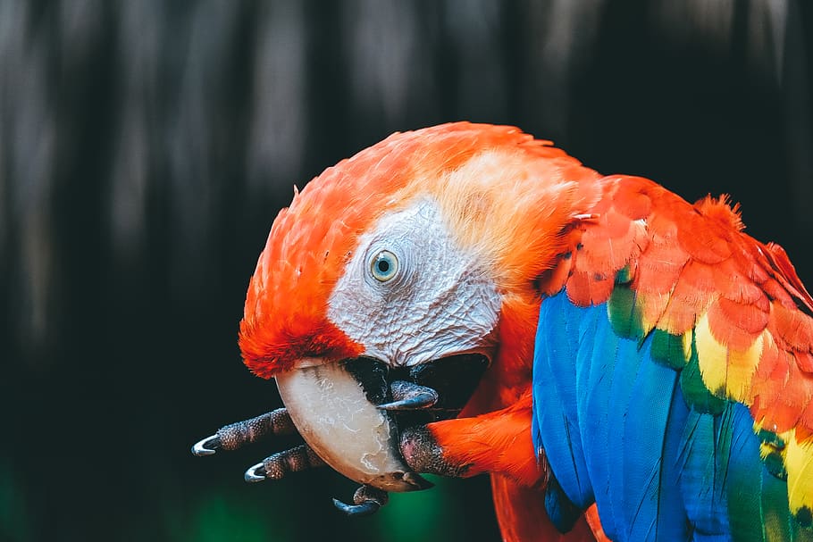 Scarlet Macaw, animal themes, vertebrate, animal wildlife, parrot HD wallpaper