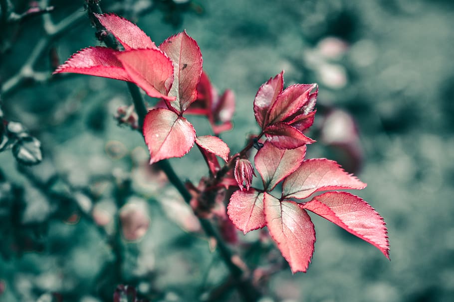 beauty in nature, plant, close-up, plant part, leaf, focus on foreground HD wallpaper