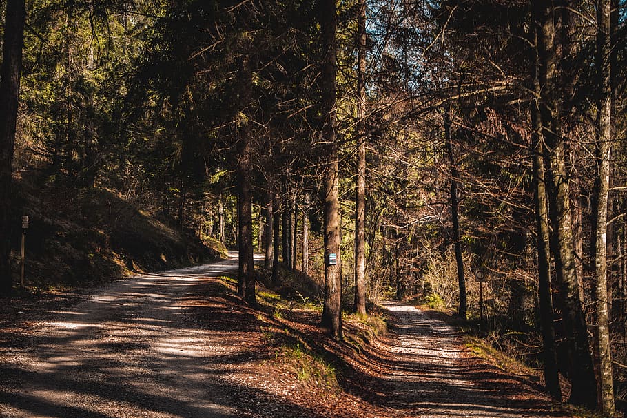 Tree path. Лес с одной стороны. Мобилография лес. A Trail in the Forests of Italy picture.