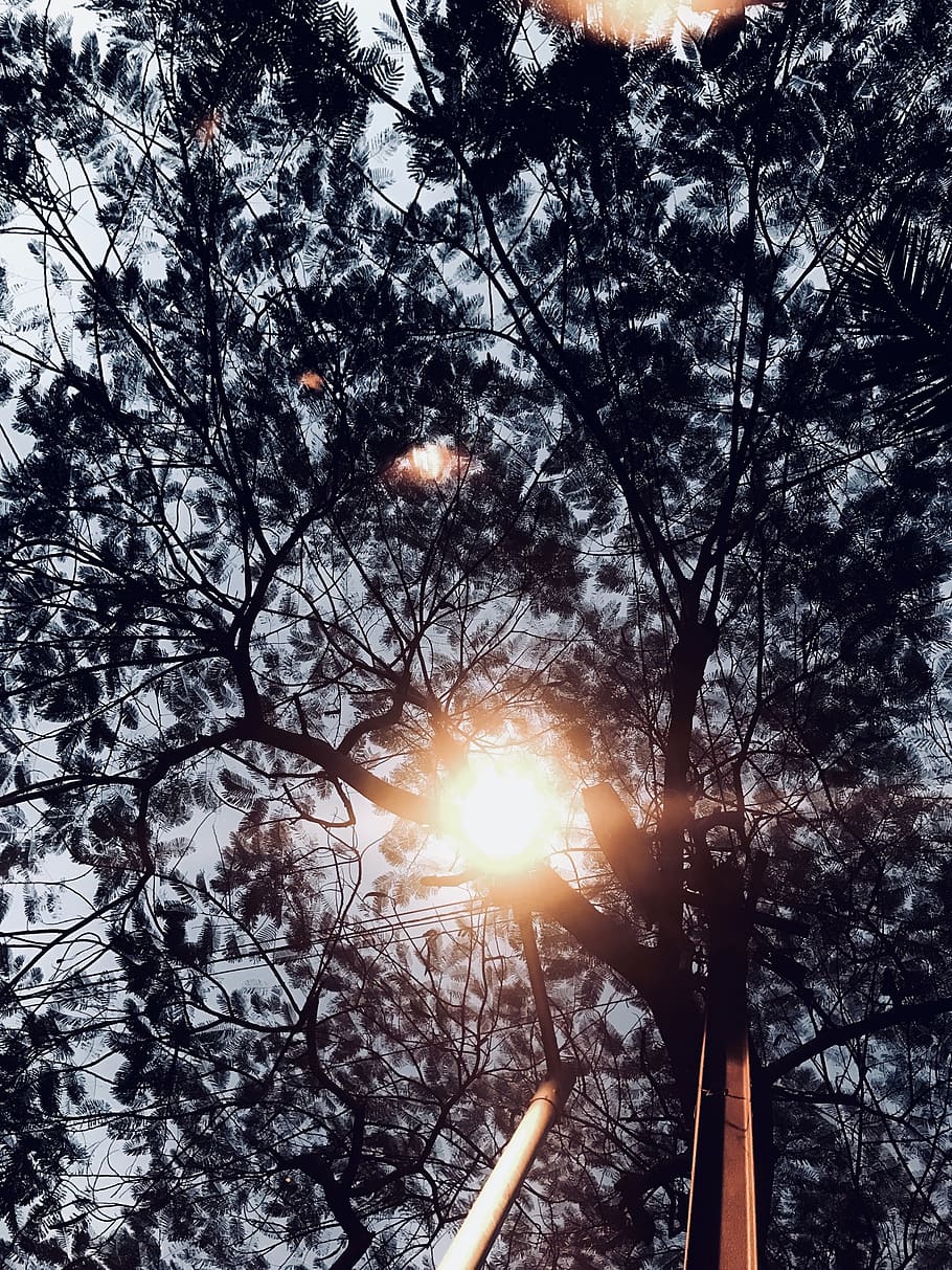india, trees, lights, sun, plant, sky, sunset, sunlight, low angle view HD wallpaper