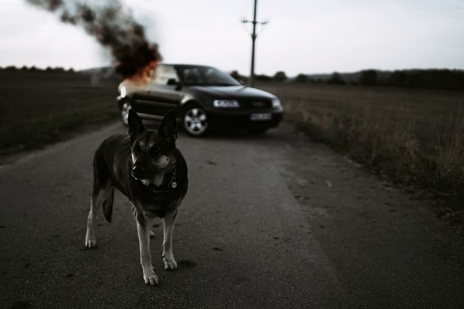 black puppy, transportation, one animal, mammal, animal themes HD wallpaper