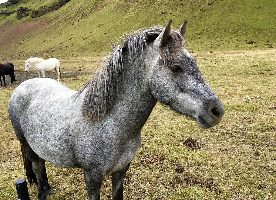 iceland, animal, mammal, livestock, animal themes, domestic animals HD wallpaper