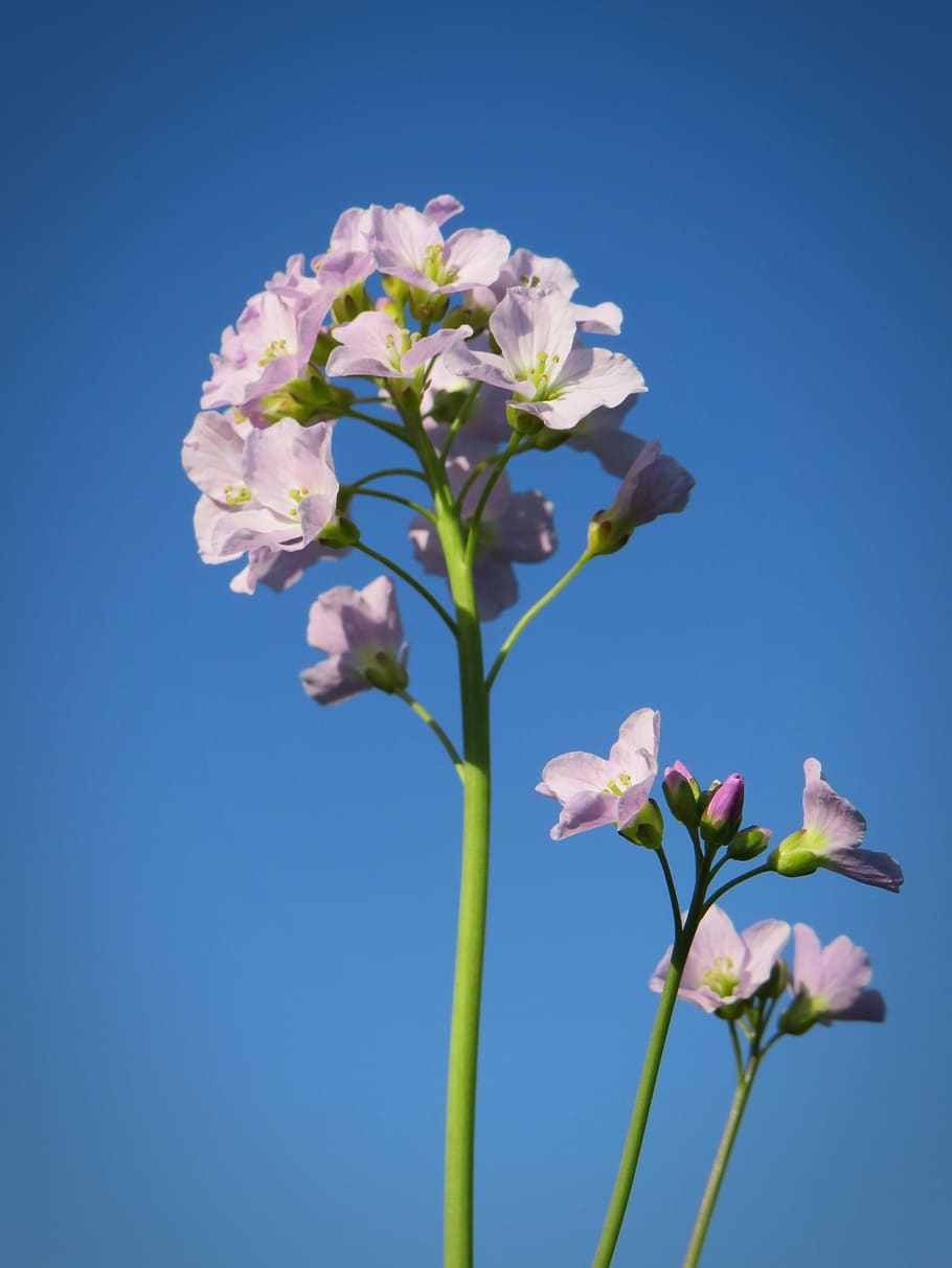 smock, herb, blossom, bloom, meadow, blue sky, pink, spring HD wallpaper