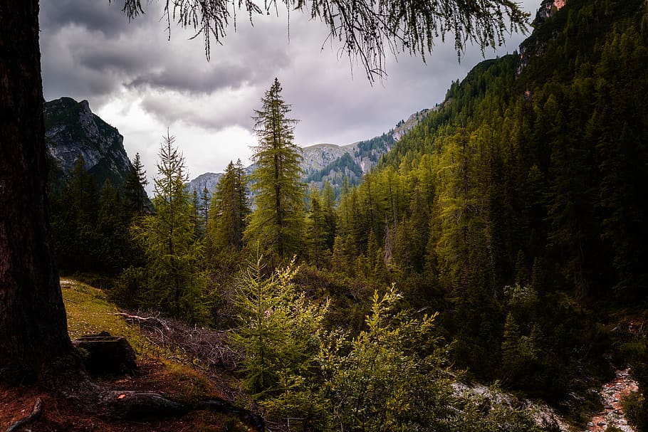 green trees, plant, conifer, flora, italy, braies lake, nature HD wallpaper