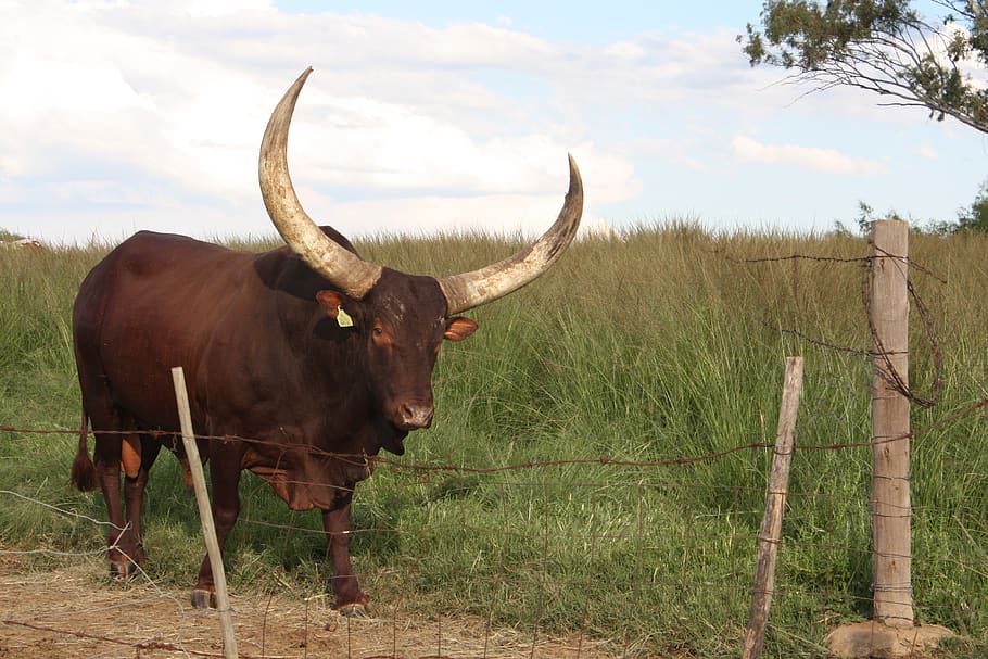 south africa, drakensberg mountains, animal, bull, horns, huge, HD wallpaper