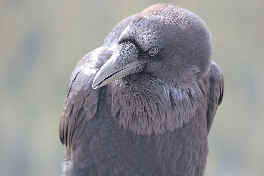 raven, curiosity, thinking, bird, curious, wild, plumage, head HD wallpaper