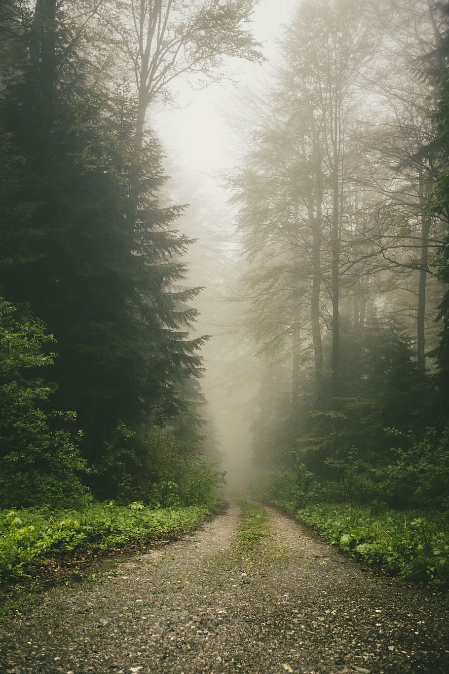 serbia, goč, mountain, trees, road, fog, forest, plant, direction, HD wallpaper