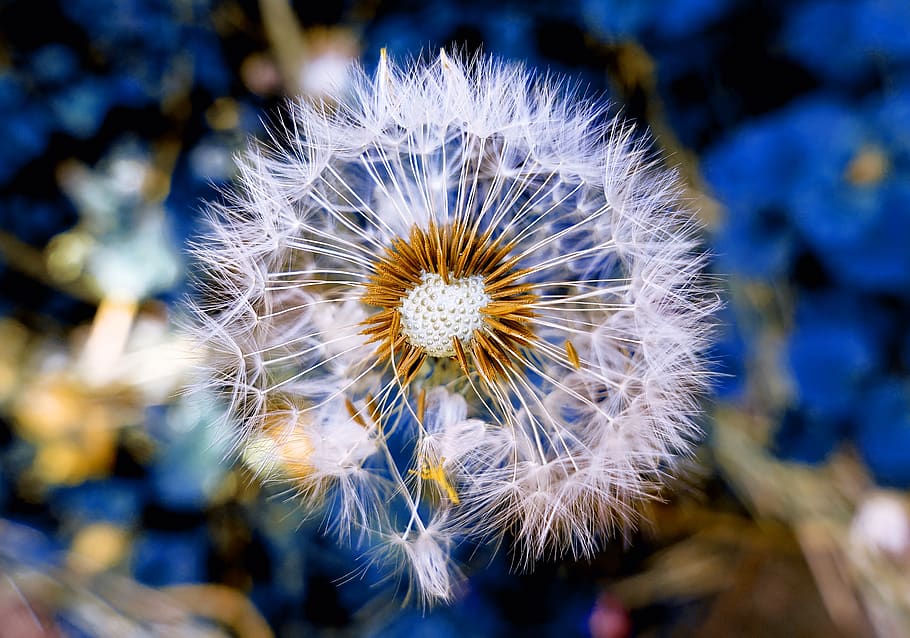 dandelion, plant, close up, macro, nature, blossom, bloom, pointed flower HD wallpaper
