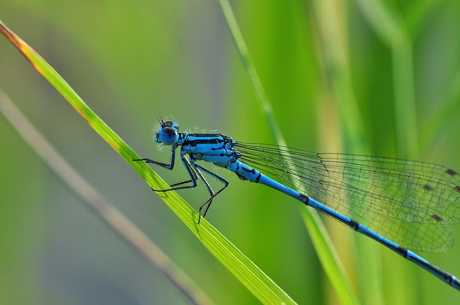Blue Dragon Fly, close-up, damselfly, grass, insect, macro, animal themes HD wallpaper