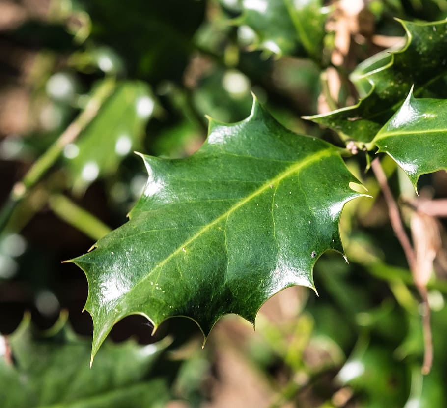 leaf, leave, macro, green, fresh, nature, plant, green color HD wallpaper