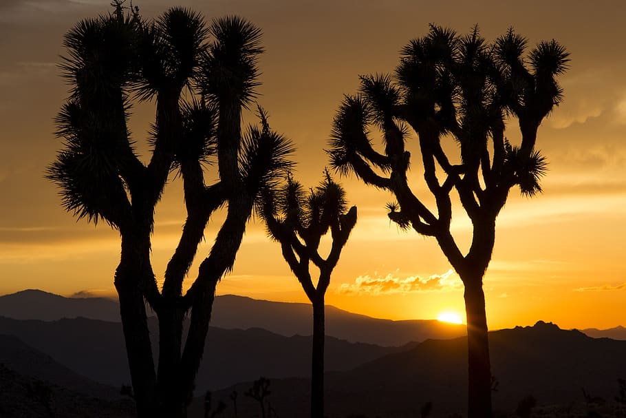 Silhouette of Plants, arid, backlit, clouds, dawn, desert, evening HD wallpaper