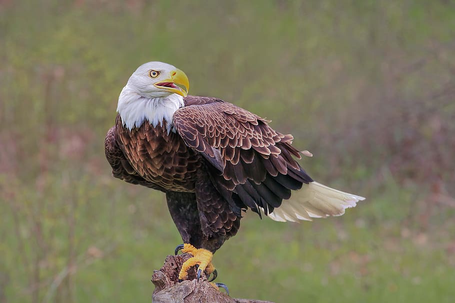 eagle, raptor, bird, wildlife, animal wildlife, animals in the wild HD wallpaper