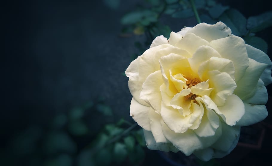 white, rose, flower, flowering plant, beauty in nature, flower head HD wallpaper