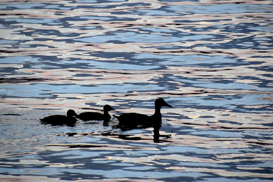 canada, haliburton, animal, water, animal themes, swimming HD wallpaper
