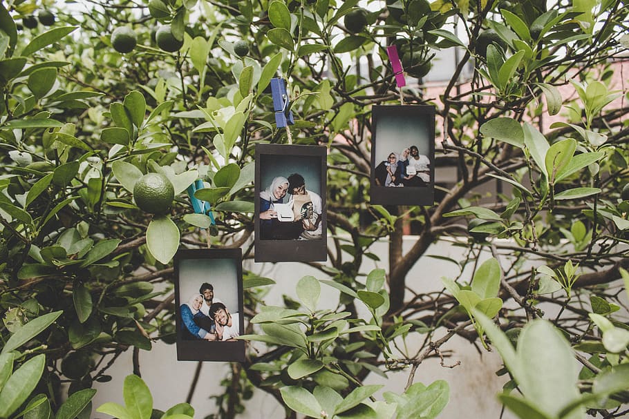 Three Black Wooden Photo Frames Hanged on Tree, branch, clips HD wallpaper