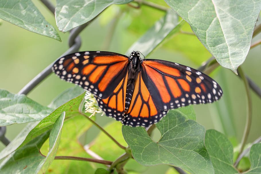 butterfly, insect, nature, wings, flower, colorful, butterflies HD wallpaper