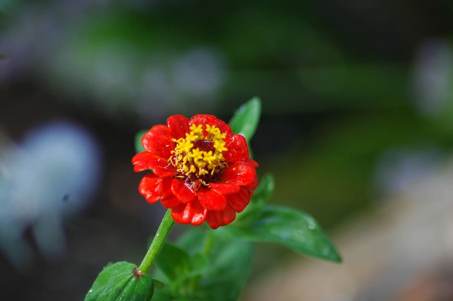 nature, flower, flora, leaf, outdoors, summer, garden, zinnias HD wallpaper