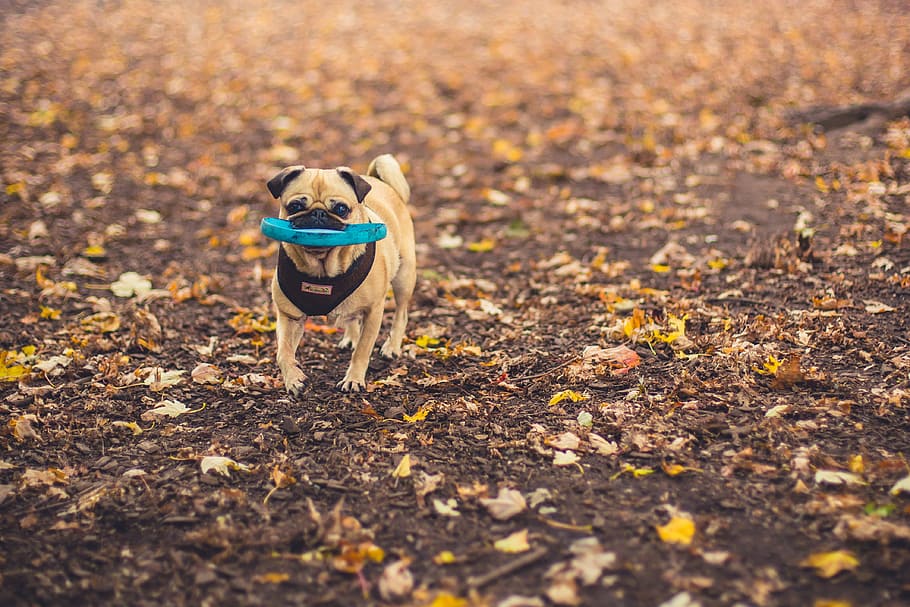 Dog Fetching Disc Photo, Dogs, Pets, Fall, Leaves, Seasons, canine HD wallpaper