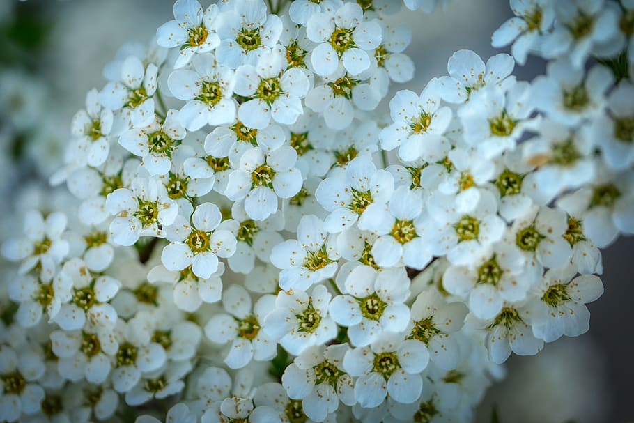 bloom, spring, branch, bush, spring flower, flowering twig HD wallpaper