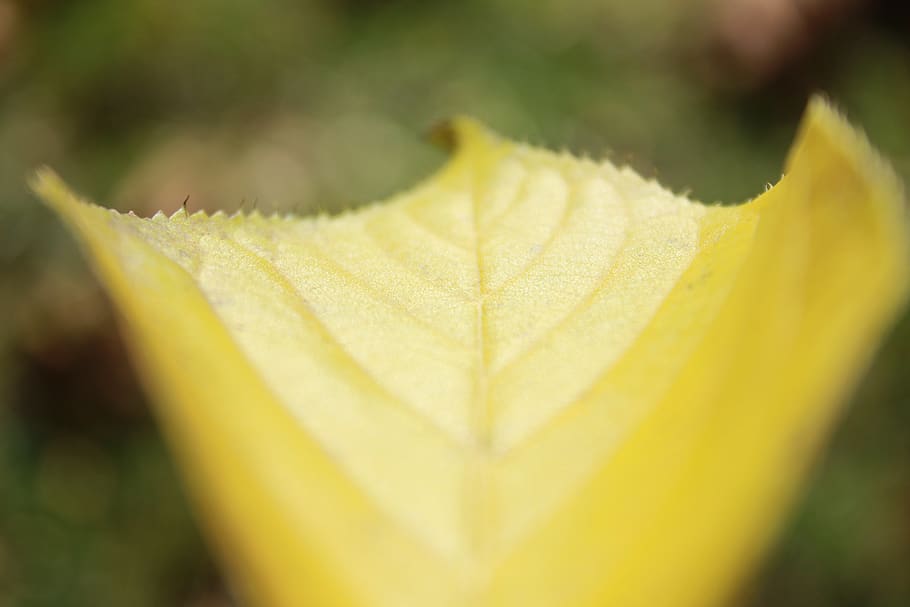 #leaf, close-up, yellow, beauty in nature, plant part, focus on foreground HD wallpaper