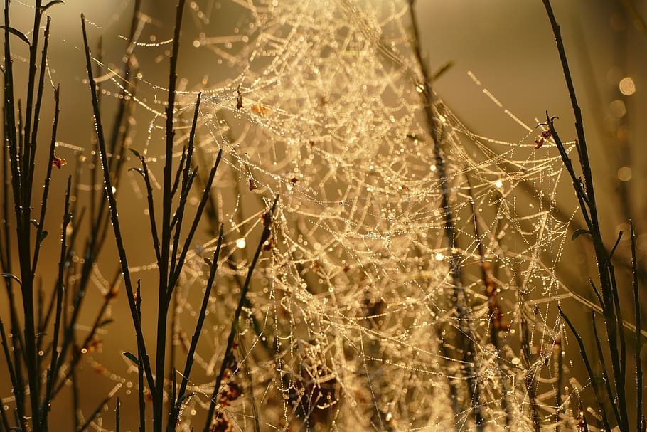 Spider Web on Black Stick, blur, bright, cobweb, dawn, dew, fog HD wallpaper