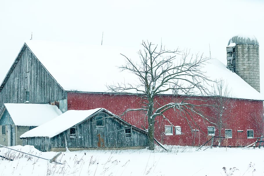 tree, snow, barn, country, silo, built structure, cold temperature HD wallpaper