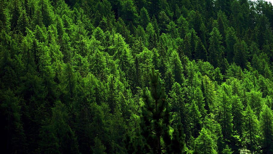 italy, madonna di campiglio, tree, forest, plant, green color, HD wallpaper